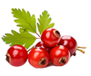 Hawthorn Berry