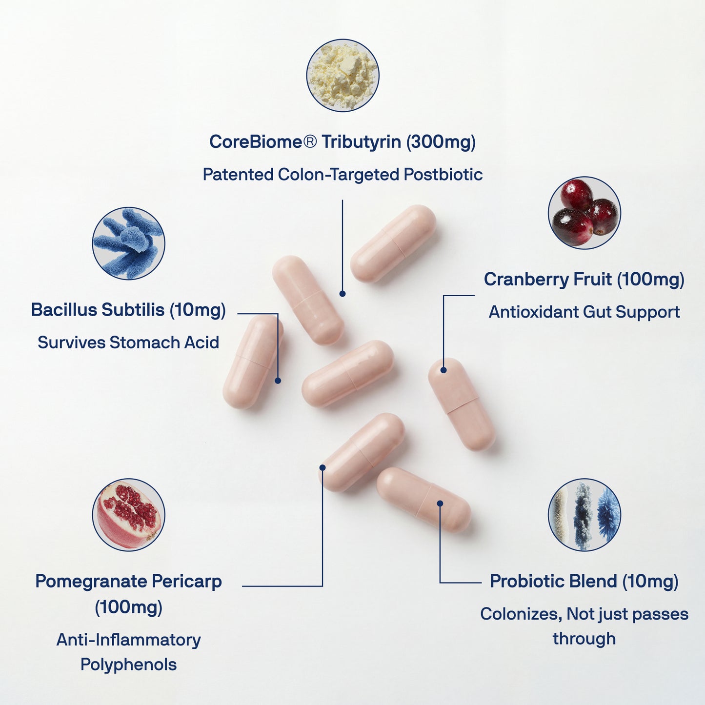 Stop Bloating & Restore Regularity with Daily Tribiotic Pre+Pro+Postbiotic