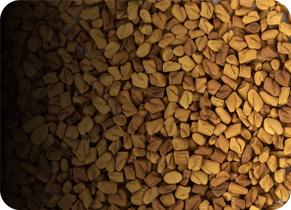 Fenugreek